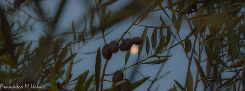 sunset moon olive jaén
