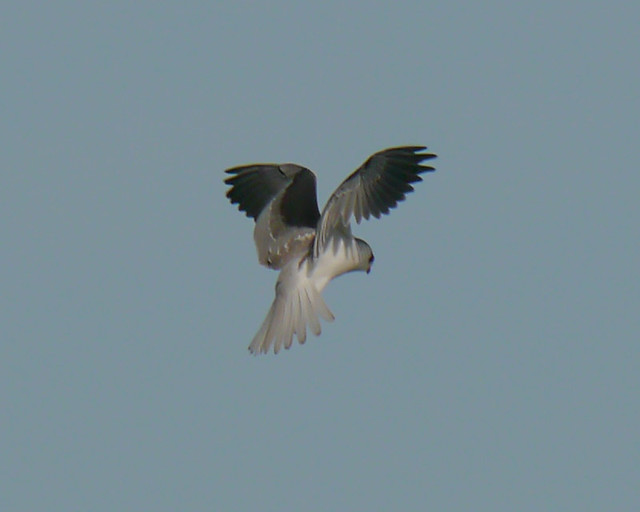 White-tailed Kite Hovering - 3
