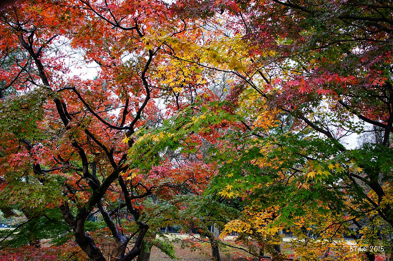 奈良公園之楓
