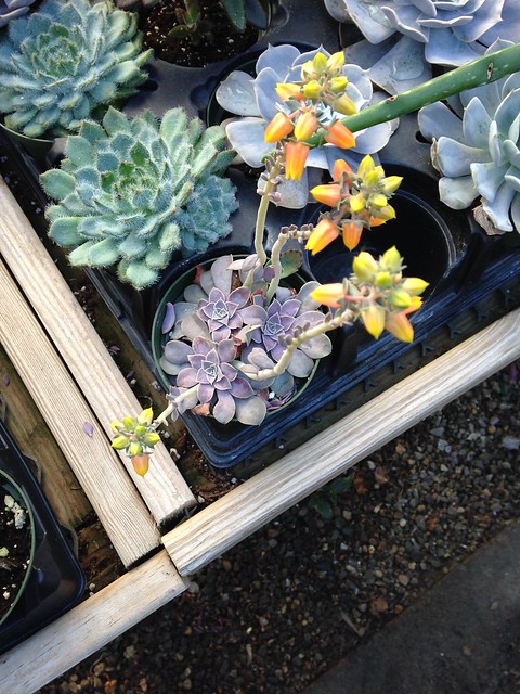 Trip to a Greenhouse
