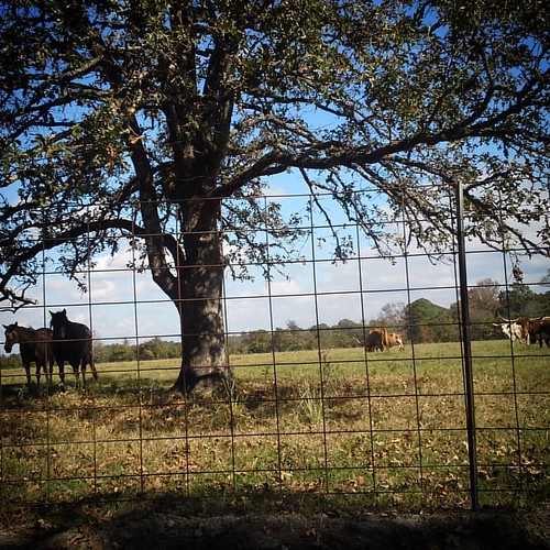 instagramapp square squareformat iphoneography uploaded:by=instagram longhorncattle horses animals ranch fence trinitycounty texas country rural pastoral usa