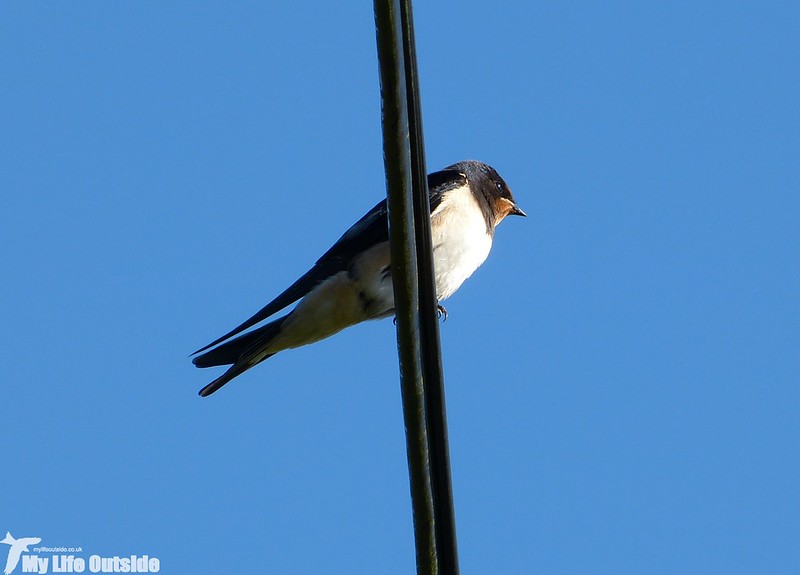P1150297 - Swallow, Hebden to Grassington Moor Walk