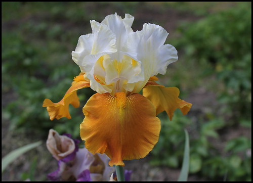 Iris Fall Fiesta  (2)