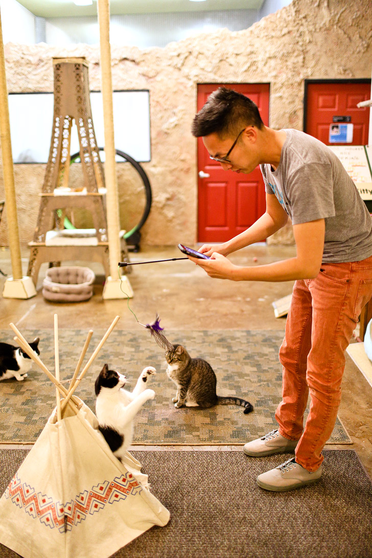 Adopt Cats from the San Diego Humane Society at the Cat Cafe San Diego.