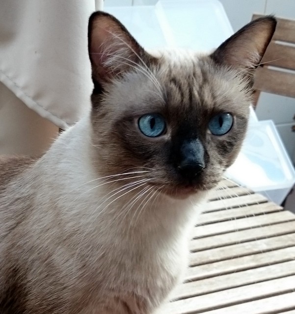 Sting, gato siamés de ojazos azules excelente compañero, nacido en Agosto´13, en adopción. Valencia. ADOPTADO. 22003637942_3338ee3f8f_z