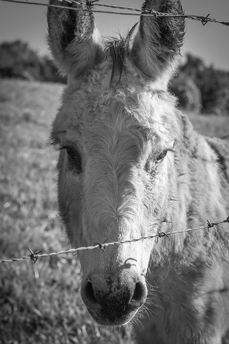 blackandwhite rural georgia sad farm donkey burro thesouth northgeorgia carltongeorgia