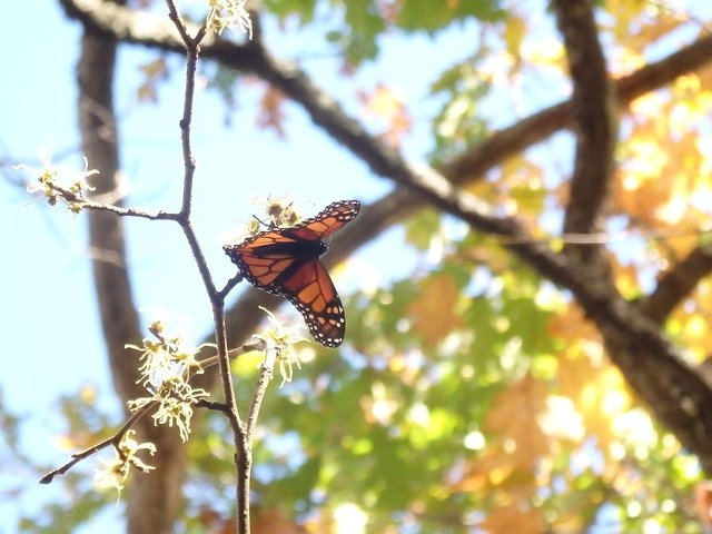 Danaus plexippus (monarch butterfly) on Hamamelis virginiana (American witchhazel) Linville Gorge