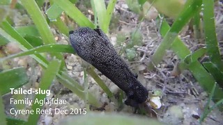 Tailed slug (Family Aglajidae)