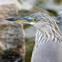 Pond Heron mugshot (cropped from the previous photo). Loving the details produced by the camera and lens combo.  Fujifilm X-T2 and XF 100-400MM F4.5-5.6  #birdfreaks #birding #birdphotography #karachi #pakistan #sindh #water #nature #fujifilm #fujifilmpak