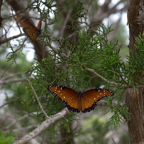 texas centraltexas motherneff motherneffstatepark moodytx nature hiking forest woods butterfly butterflies monarch monarchs