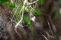 golden orb weaver Nephilia sp. with wrapped prey