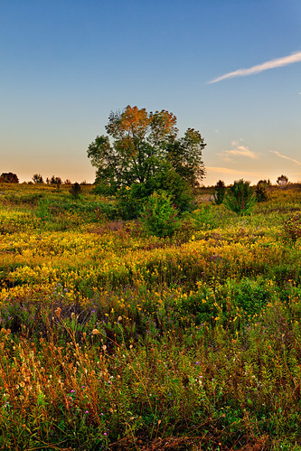 tree field sunrise unitedstates kentucky union canonef2470mmf28lusm canon5dmarkii shannoncayze