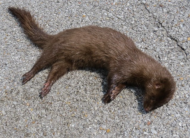 Mink on Miller City Rd in Miller City, Alexander County, IL