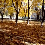Autumn in Ungheni