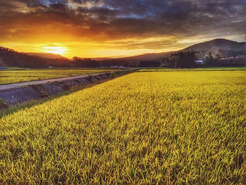 autumn sunset fall japan rice kagoshima 鹿児島県 日本 秋 kyushu 田んぼ 九州 米 夕焼 isashi iphoneography snapseed 伊佐市 vscocam