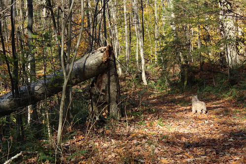 autumn dogs animals vermont foliage cairnterriers