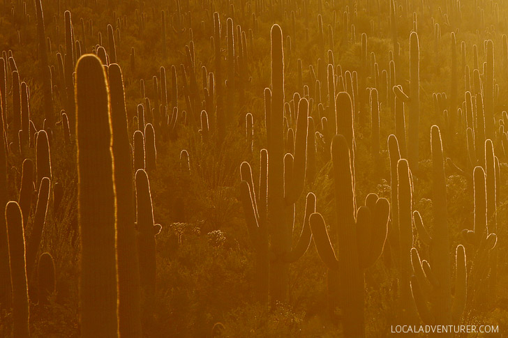 Hugh Norris Trail (11 Beautiful Things to Do in Saguaro National Park Tucson AZ).