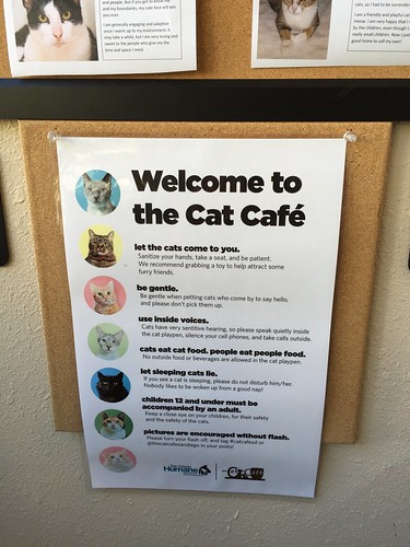 The Cat Cafe