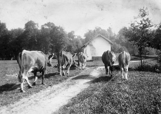 Die Bader Kühe auf dem Weg zum E-Werk (Hintergrund), Anfang 40er Jahre