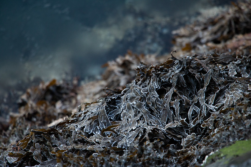 Frozen seaweed