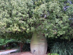 Queensland bottle tree