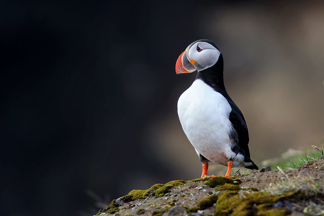 Mister Puffin