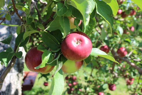 canada tree apple fruit quebec orchard québec qc montérégie pommier monteregie