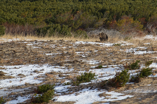 bear island wildlife sakhalin осень медведь сахалин canoneos7d canonef70300mmf456lisusm ©alexanderalechits