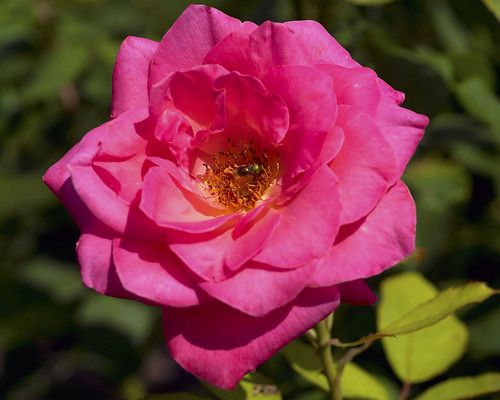 flower rose muncie minnetrista