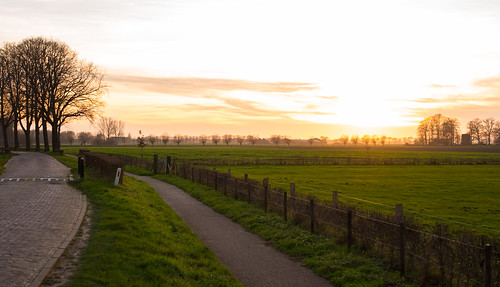 christmas leica trees sunset holland netherlands dutch field fence m 50 summilux 240 gelderland bronkhorst