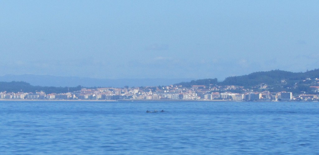 Delfines en Sanxenxo