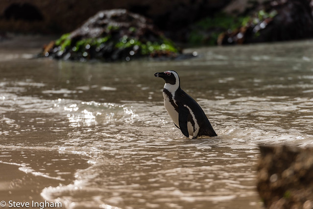 Jackass Penguin, Boulders Beach, Cape Town