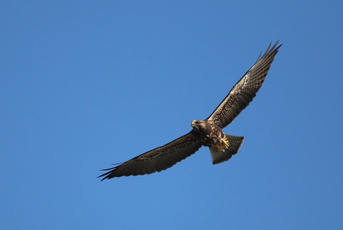 ohio raptor swainsonshawk rarity holmescounty ebird