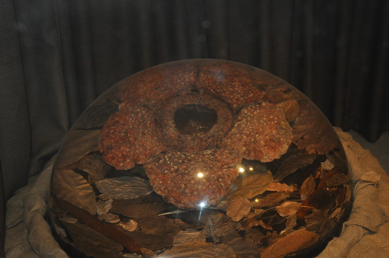Preserved Rafflesia arnoldi
