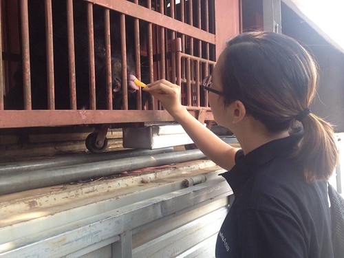 Senior Vet Weng feeds Cliff sweet potatoes as she is doing a visual check for his eyes