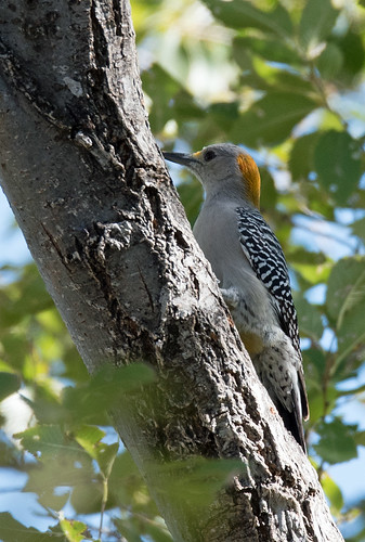 newmexico birds woodpecker birding landbird