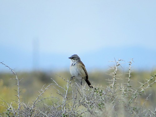 bird birds colorado sanluisvalley alamosacolorado sagebrushsparrow