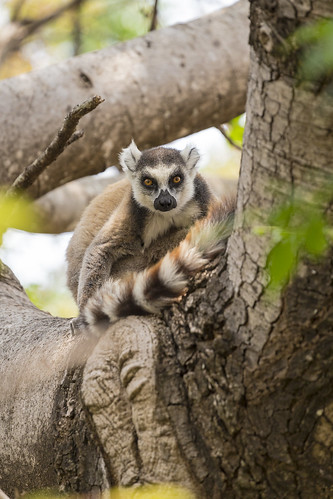 travel animal lemur madagascar ringtailedlemur malagasy madagascarwildlife reservedanja