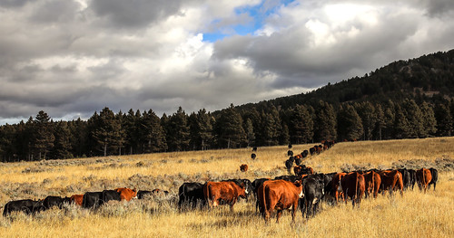 cows cattle mountains pasture montana fall autumn hink you