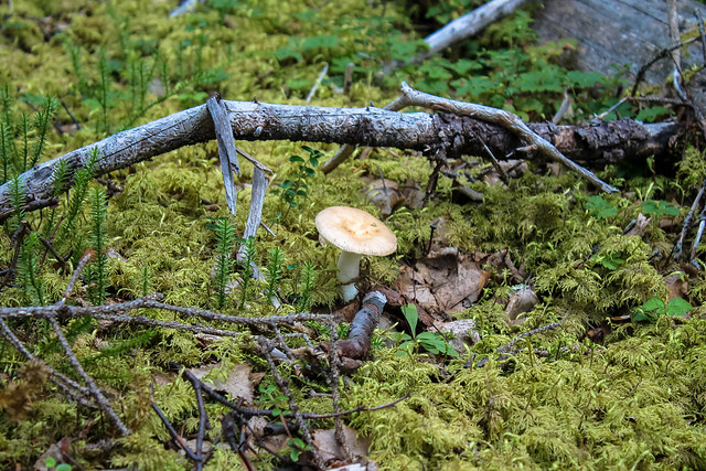 Alaska mushrooms