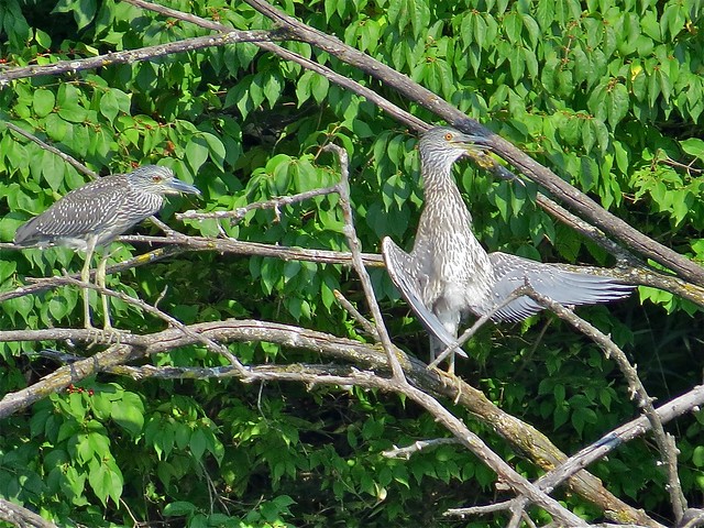 Yellow-crowned Night-Heron at Kaufman Park in Champaign, IL 13