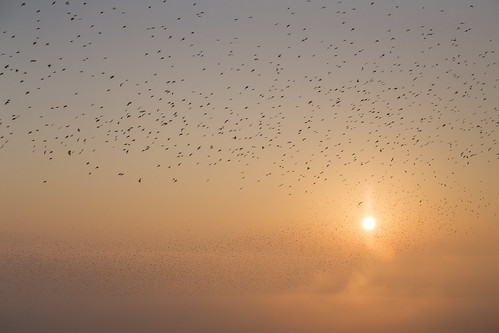 birds clouds sunrise canon flying alba uccelli ucelli pelagracci cristianopelagracci
