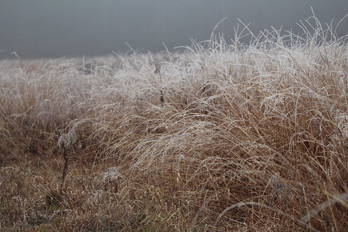 freezingfog frost indiana 2015 lintonin goosepondfwa canoneosrebelt3i tamron150600