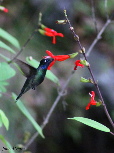 eugenesfulgens colibrímagnífico avesjalisco volcándetequila magnificenthummingird