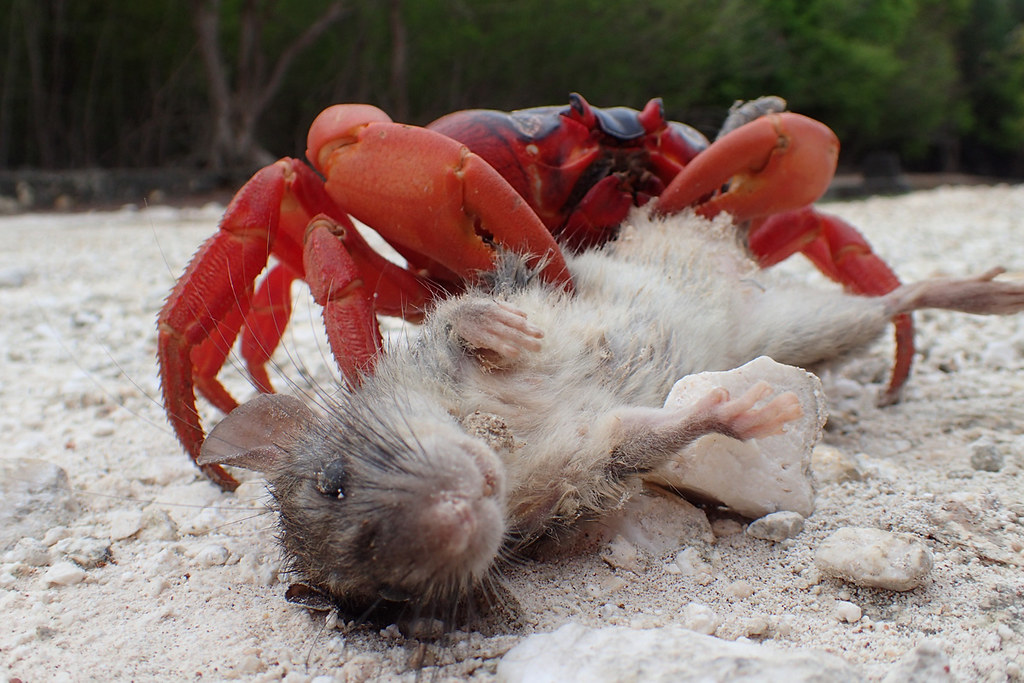 Christmas Island and The Amazing Red Crab Migration – CedAvril