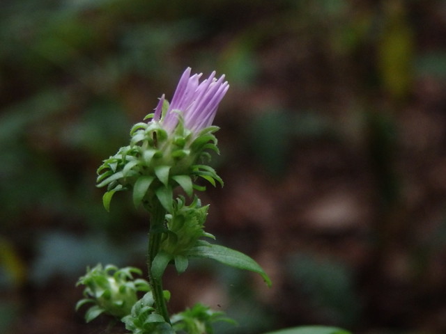 flower wildflower linville gorge