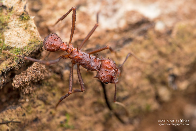 Leaf-cutter ant (Atta sp.) - DSC_8905