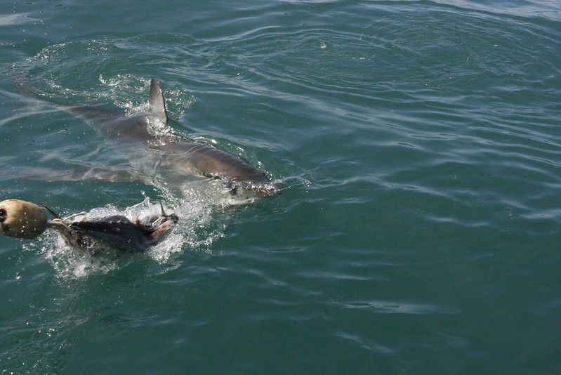 Hermanus: Tiburones y ballenas - Septiembre 2015 en Sudáfrica (7)