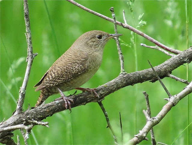House Wren at Ewing Park in McLean County, IL