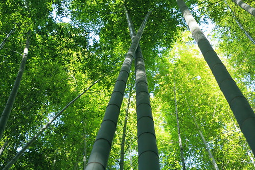 garden bamboo 鎌倉 報国寺 bambooglove